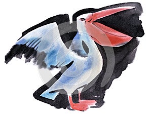 Watercolor illustration of Pelican