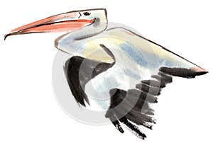 Watercolor illustration of Pelican