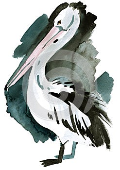 Watercolor illustration of Pelican in white background.