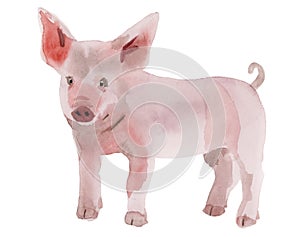 Watercolor illustration of a piglet