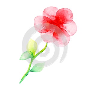 Watercolor illustration of pink flower isolated on a white background.