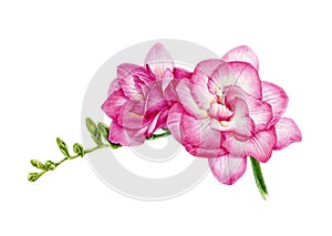 Watercolor illustration of pink freesia. Hand painted botanical flower with buds in the full bloom. Isolated on white background.