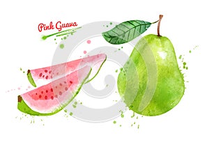 Watercolor illustration of Pink Guava fruit photo