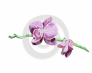 Watercolor illustration of pink orchid flower.