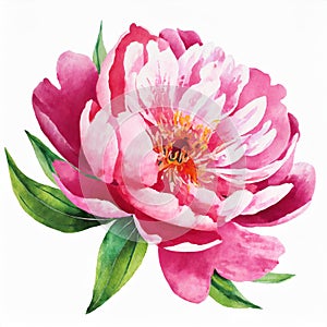 Watercolor illustration of pink peony flower isolated on white background. Spring season. Hand drawn