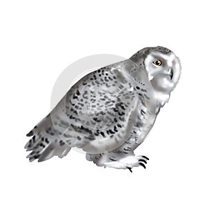 Watercolor illustration of a polar owl. Realistic owl is white with yellow eyes. Nuctea scandiaca, Snowy owl photo