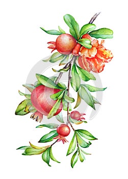 Watercolor illustration of the pomegranate tree branch with fruit and green leaves
