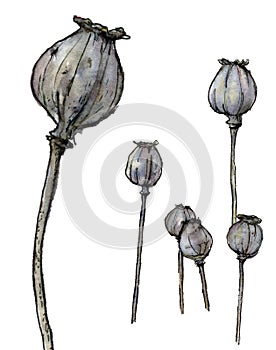 Watercolor illustration of poppy heads in pastel shades isolated on a white background.