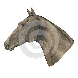 watercolor illustration portrait of bay or brown horse isolated on white background