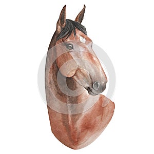 watercolor illustration portrait of horse isolated on white background