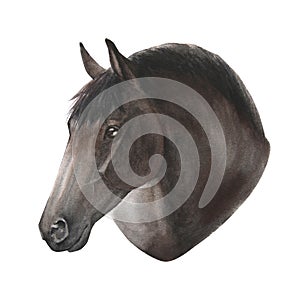 watercolor illustration portrait of horse isolated on white background