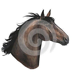watercolor illustration portrait of horse isolated on white background