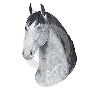 watercolor illustration portrait of horse isolated on white background