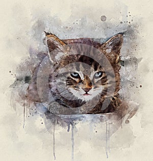 Watercolor illustration, Portrait of a little tabby cat with blue eyes resting