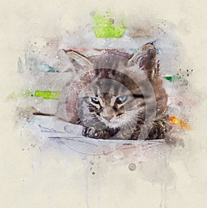 Watercolor illustration, Portrait of a little tabby cat with blue eyes resting