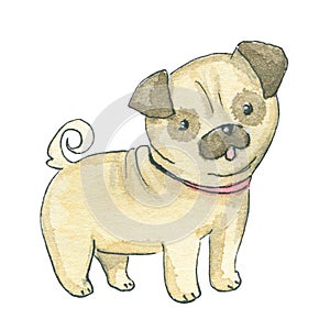 Watercolor illustration of pug-dog