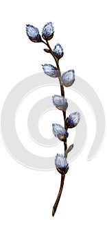 Watercolor illustration of a pussy willow branch with blossoming cannons