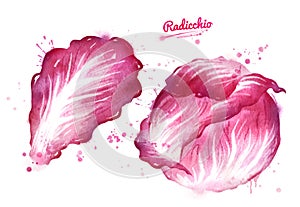 Watercolor illustration of radicchio salad