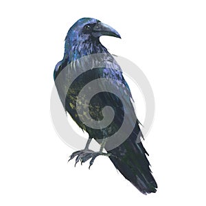 Watercolor illustration, raven from the family of corvids. isolated on white background