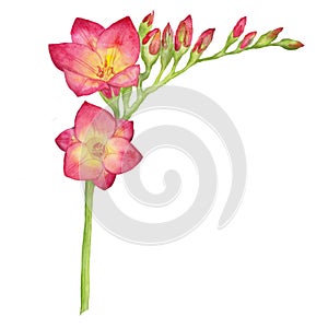 Watercolor illustration of a red freesia, bouquet, branch with buds. .Illustration for greeting cards, invitations, and other prin