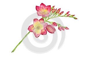 Watercolor illustration of a red freesia, bouquet, watercolor illustration, red freesia flowers, twig with flowers and buds