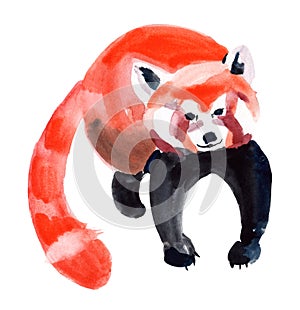 Watercolor illustration of a Red Panda
