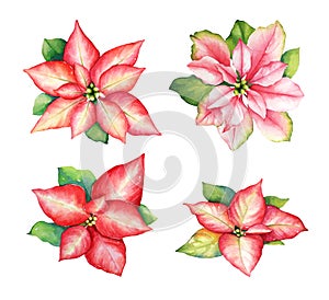 Watercolor illustration of red and pink poinsettia flowers