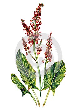 Watercolor Illustration of Red Sorrel