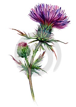 Watercolor Illustration of Red Thistle photo