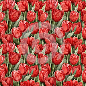 watercolor illustration red tulips, seamless watercolor art pattern