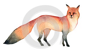 Watercolor illustration of red wild fox on white background. Realistic forest animal sketch