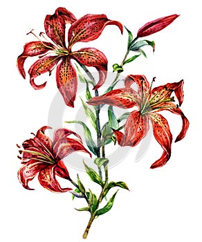 Watercolor Illustration of Red Wood Lily