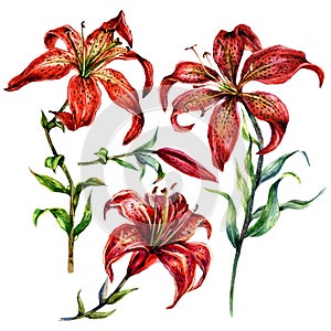 Watercolor Illustration of Red Wood Lily