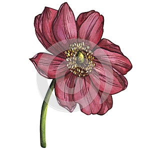 Watercolor illustration, rich pink, purple anemone flower isolated on a white background. Suitable for fabric design