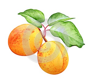 Watercolor illustration of the ripe apricots with green leaves