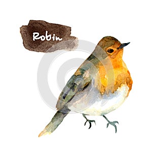 watercolor illustration with robin bird