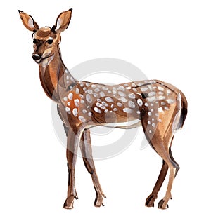 Watercolor illustration of roe deer in white background.