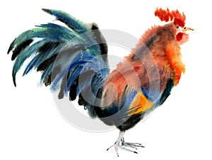 Watercolor illustration of a rooster in white background.