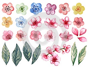 Watercolor Illustration Sakura Blossom leaves foliage asain style for invitation card backdrop