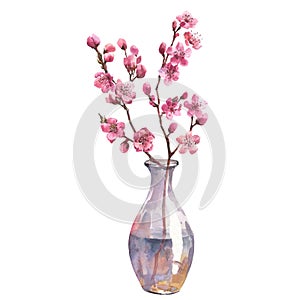 Watercolor illustration of a sakura branch in a transparent vase isolated on a white background.