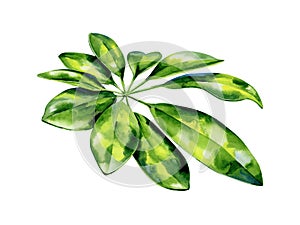 Watercolor illustration of schefflera arboricola plant tropical leaves