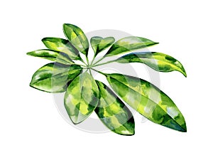Watercolor illustration of schefflera arboricola plant tropical leaves photo