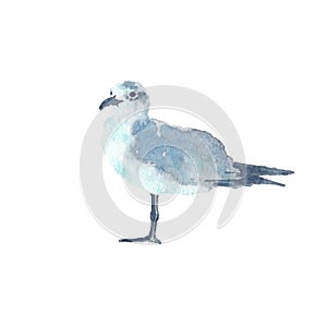 Watercolor illustration of seagull bird