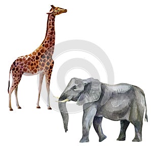 Watercolor illustration, set african tropical animals hand-drawn in watercolor. Elephant, giraffe