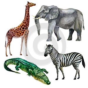 Watercolor illustration, set. African tropical animals hand-drawn in watercolor. Elephant, giraffe, zebra, crocodile