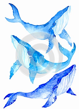Watercolor illustration set of blue whales