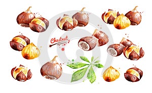 Watercolor illustration set of chestnut