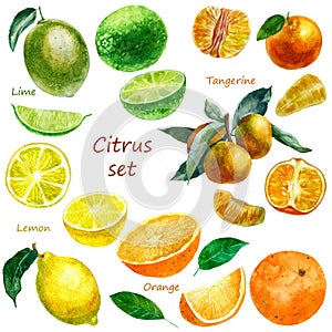 Watercolor illustration of a set of citrus fruits. Lime, tangerine, orange, lemon. Whole fruits, parts of fruits