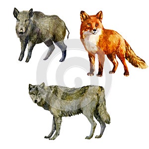 Watercolor illustration, set. Forest animals hand-drawn in watercolor. Fox, wolf, boar