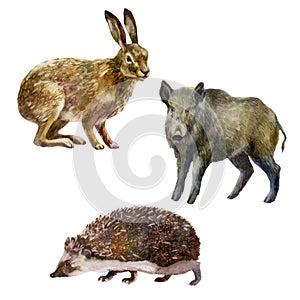 Watercolor illustration, set forest animals hand-drawn in watercolor. Hare, hedgehog, wild boar